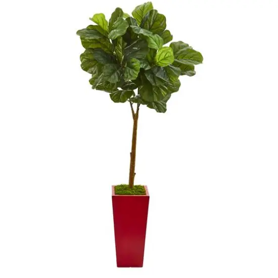 4ft. Fiddle Leaf Tree in Red Planter {1}