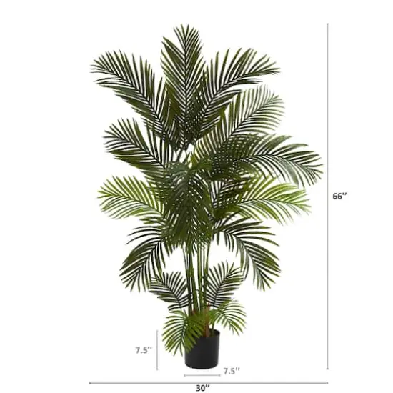 5.5ft. Potted Areca Palm Tree {3}