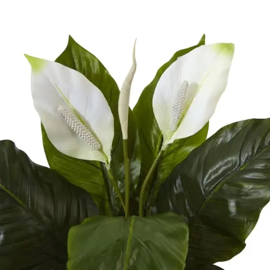 2ft. Peace Lily Plant in Glossy Glass Planter {4}