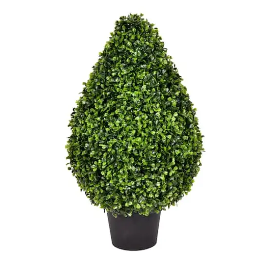 2ft. Potted Boxwood Teardrop Shaped Bush {1}