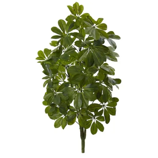 Green Baby Umbrella Plant, 2ct. {1}