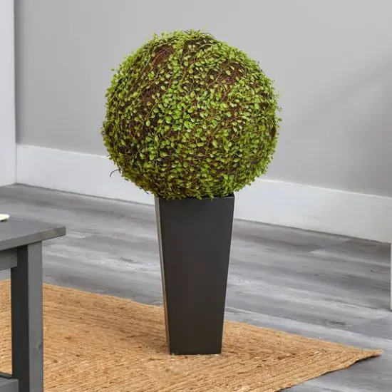 2.5ft. Mohlenbechia Ball in Black Tower Vase {12}