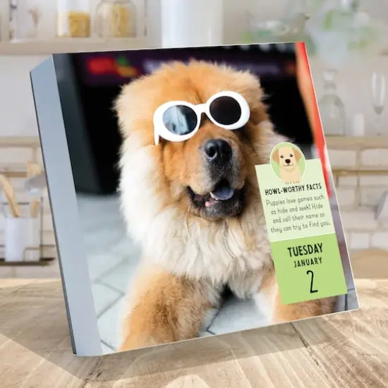 TF Publishing 2024 Dog A Day Daily Desktop Calendar {3}