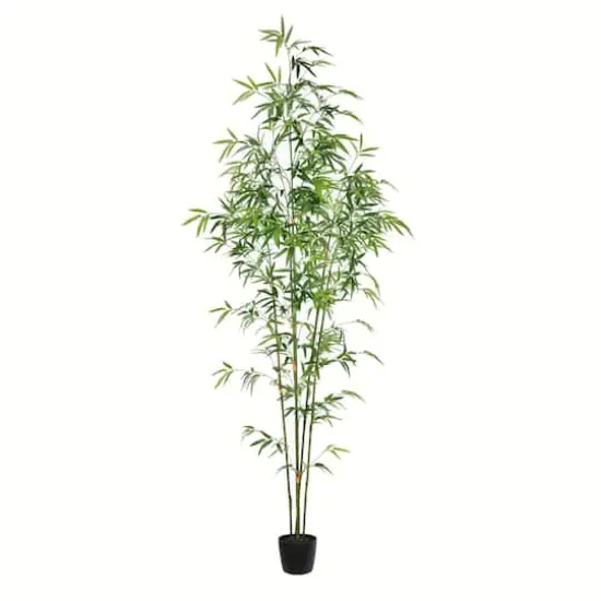 6ft. Potted Mini Bamboo Tree {1}