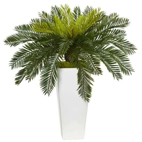 23" Potted Cycas in Decorative White Planter {1}