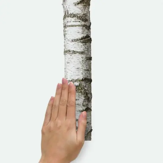 RoomMates Realistic Birch Trees Peel & Stick Giant Decals {7}