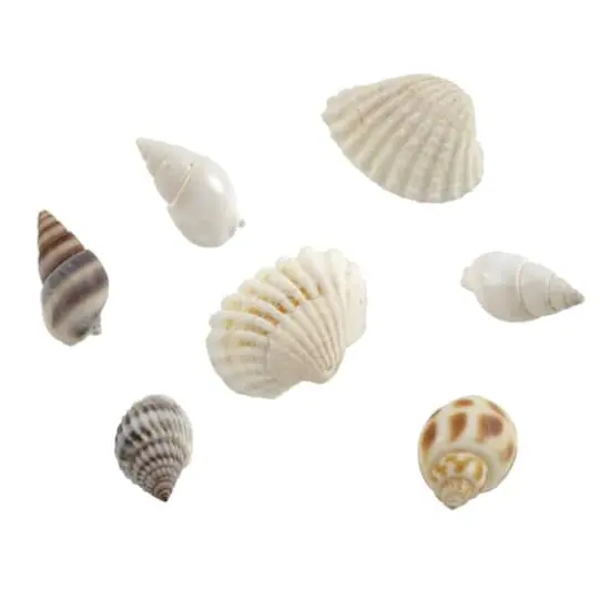 Shell Beads by Bead Landing&trade; {1}