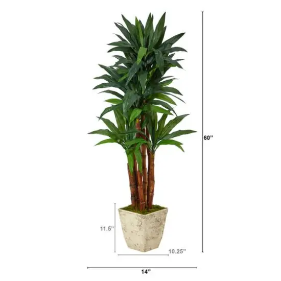 5ft. Dracaena Tree in Country White Planter {3}