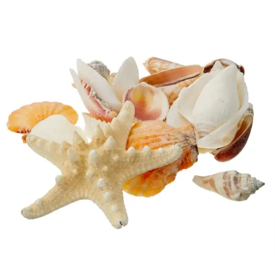 Craft Shells {1}