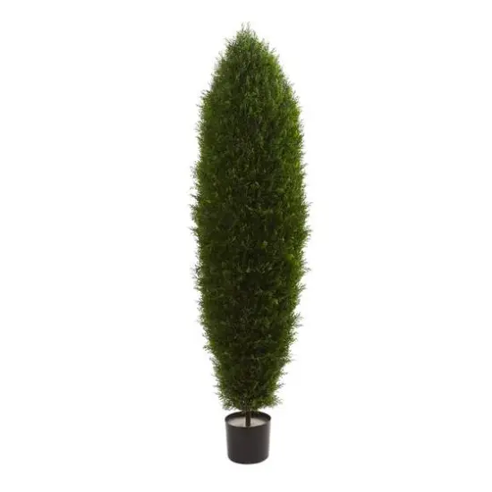 5ft. Potted Cypress Tree {1}