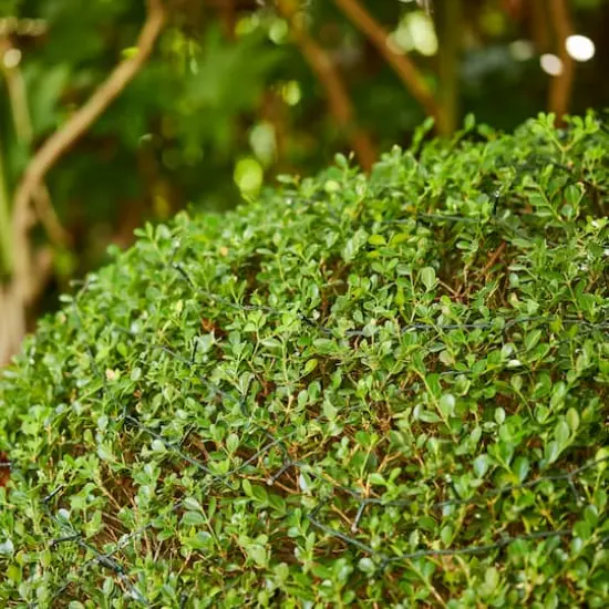 Glitzhome&reg; 72ft. 200ct. LED Solar String Light with 200 LED Lights, 2ct. {4}