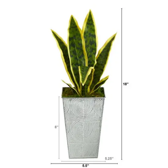 18" Snake Plant in Embossed White Planter {3}
