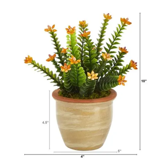 10" Flowering Sedum Succulent Plant in Ceramic Planter {3}