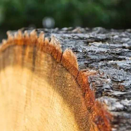 Wilson&reg; Enterprises 4 Pack Natural Basswood Round {6}