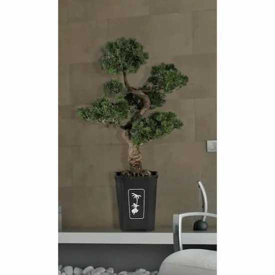 3ft. Potted Cedar Bonsai Plant {5}