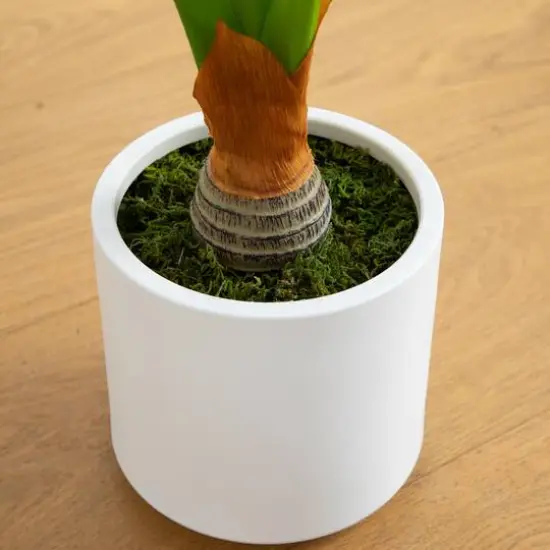 3.5ft. Arrowhead Philodendron in White Decorative Planter {6}