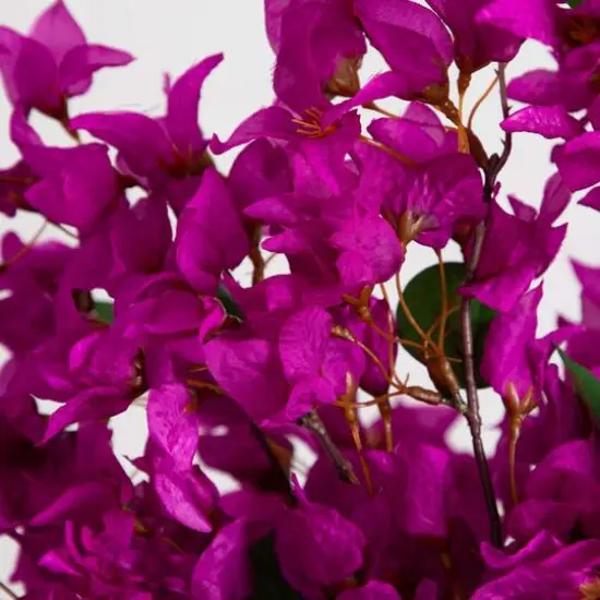2.5ft. Purple Bougainvillea Arrangement in Glass Vase {4}