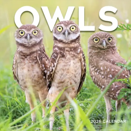 2026 Owls Wall Calendar {1}