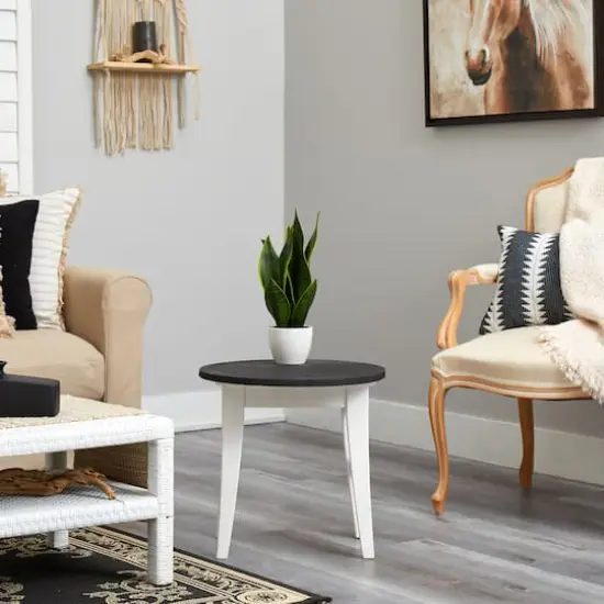 16" Potted Snake Plant {5}