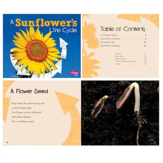 Pebble Plus Explore Life Cycles Set {3}