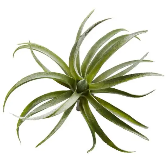 Air Plant Succulent Plant, 12ct. {1}