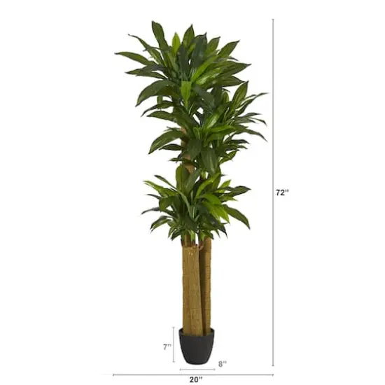 6ft. Potted Corn Stalk Dracaena {3}