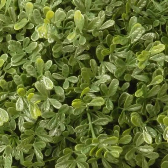 4ft. Mini Tea Leaf Two-Ball Topiary {4}