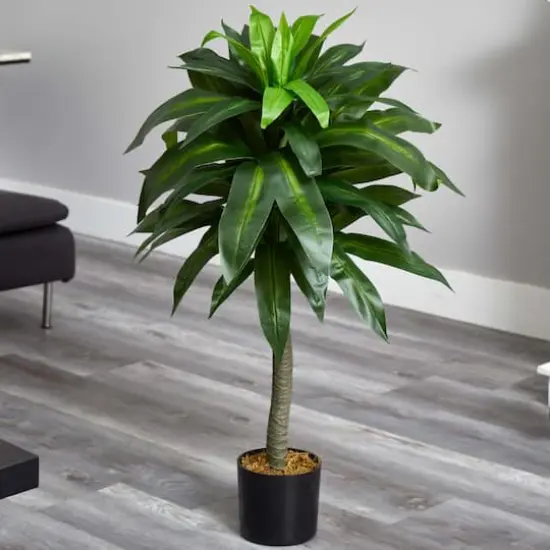 3.5ft. Potted Dracaena Plant {3}