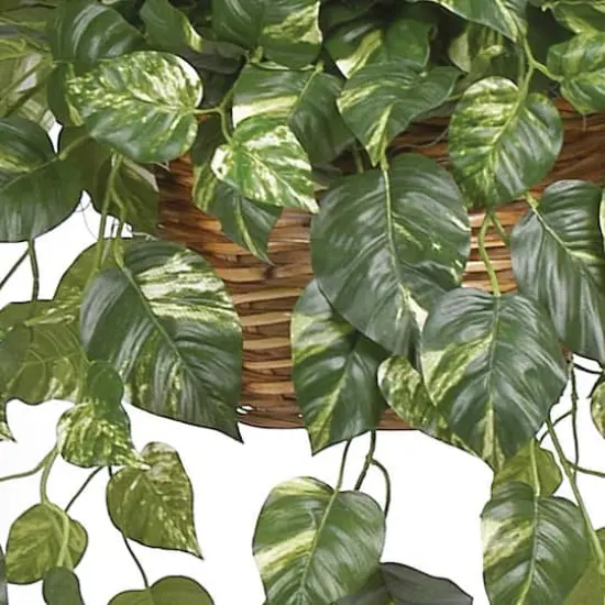 2ft. Pothos In Hanging Basket {4}