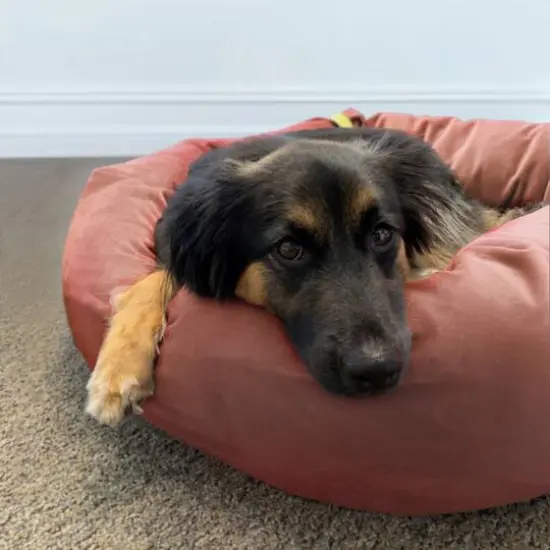 Royal Pet Bed Large Washable Luxury Velvet Dog Bed Blush {5}