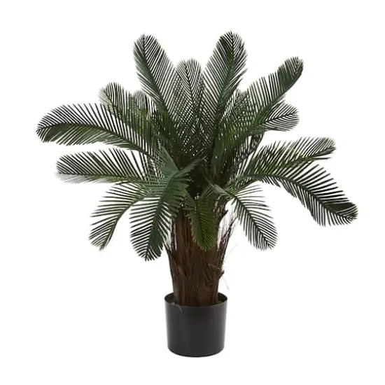 2ft. Potted Cycas Tree {1}