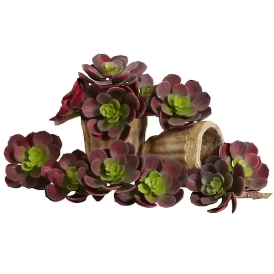 Green & Burgundy Echeveria Succulent, 12ct. {1}