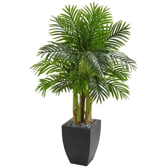 5ft. Kentia Palm Tree in Black Planter {1}