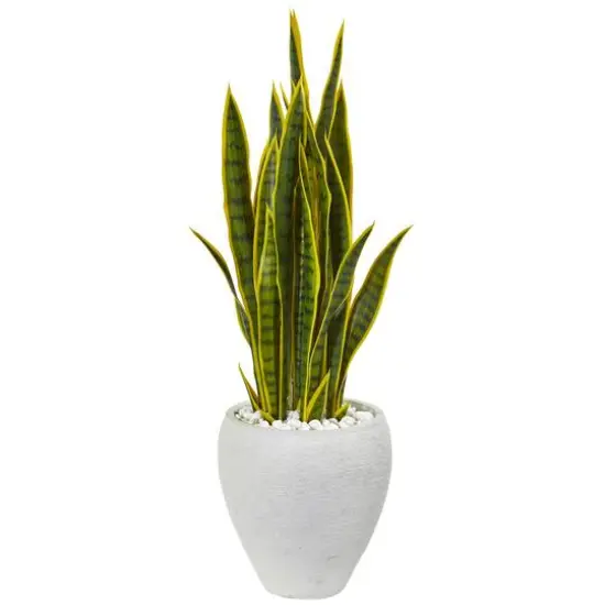 2.5ft. Green & Yellow Snake Plant in White Planter {1}