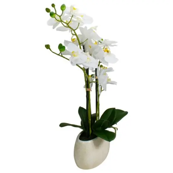 22" White Orchid Plant in White Oval Pot {7}