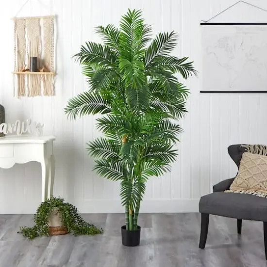 6ft. Potted Curvy Parlor Palm Tree {3}