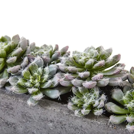 13.5" Succulent Garden with Textured Concrete Planter {5}