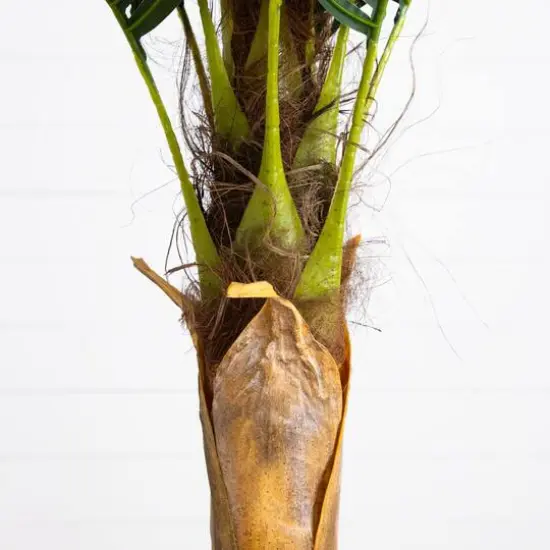 6ft. Potted Coconut Palm Tree {6}