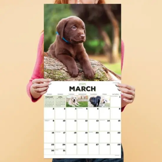 TF Publishing 2025 Puppies Wall Calendar {5}