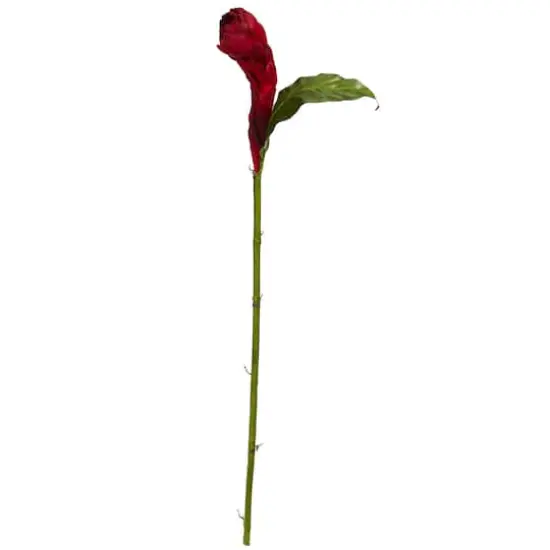 Red Ginger Flower Stem, 3ct. {1}