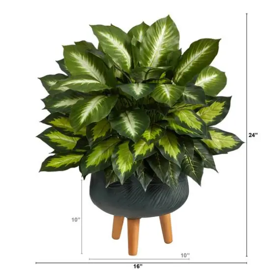 2ft. Golden Dumb Cane in Decorative Black Planter with Stand {3}