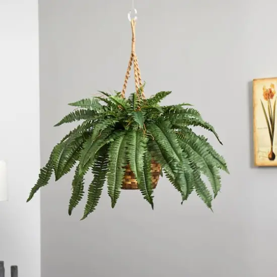 22" Boston Fern Hanging Basket {5}