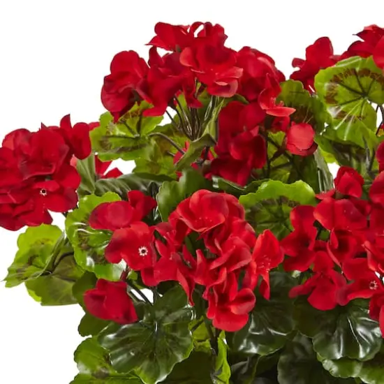13" Red Geranium in Rectangular Planter {3}