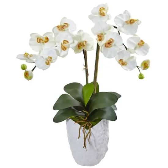 23" White Double Stem Orchid Arrangement in White Textured Vase {1}