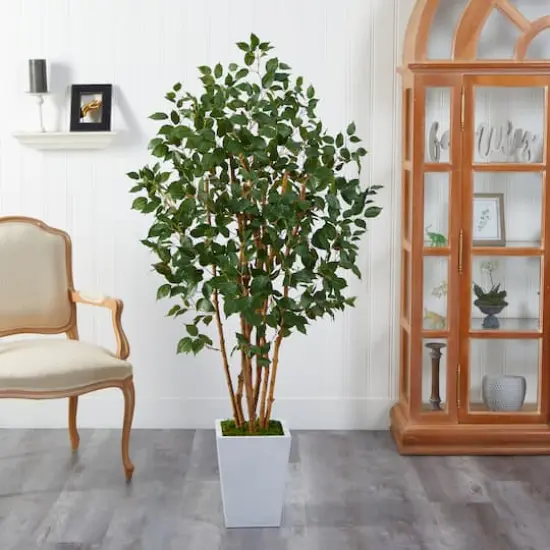 5.5ft. Bushy Ficus Tree in White Metal Planter {4}
