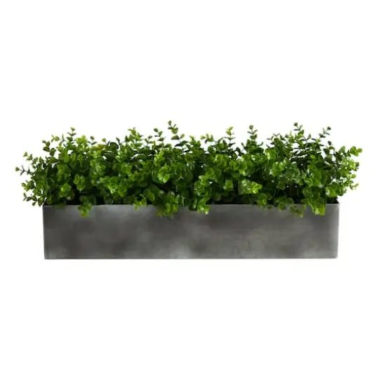 9" Potted Eucalyptus Plant {1}