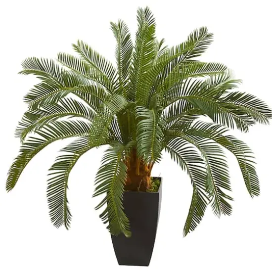 2.5ft. Cycas In Black Planter {1}