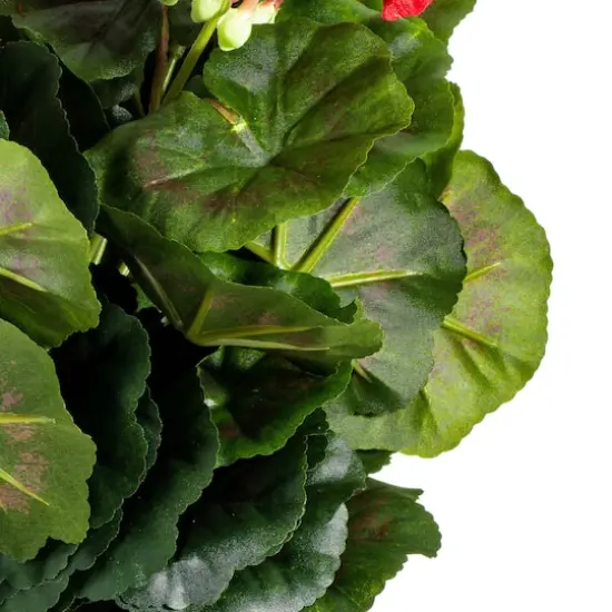 Red Geranium Bush {5}