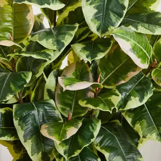 4ft. Variegated Rubber Leaf Tree In White Tower Vase {6}