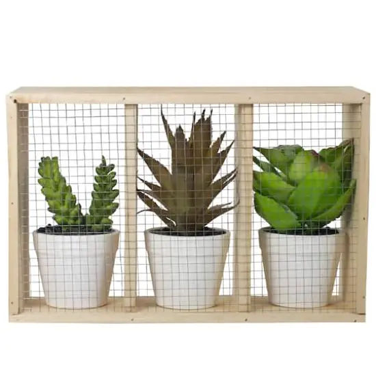 10.75" Mixed Potted Succulents in Wooden Box {5}